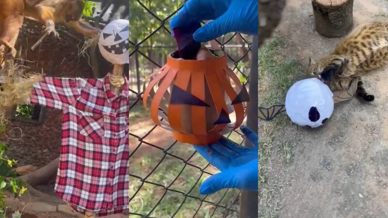 animais do Zoo de Brasília “celebram” o Halloween