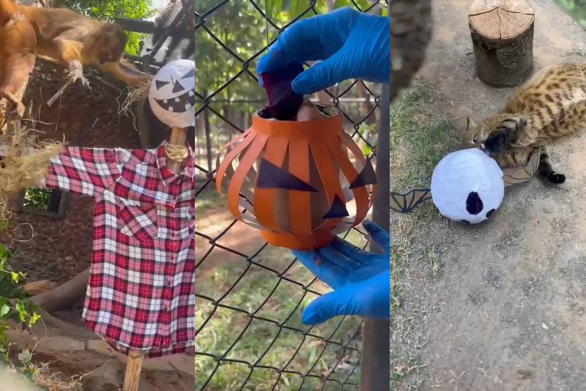 animais do Zoo de Brasília “celebram” o Halloween