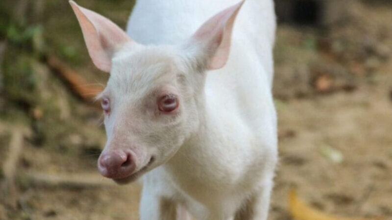Veado albino de SC corre risco de extinção e gera alerta