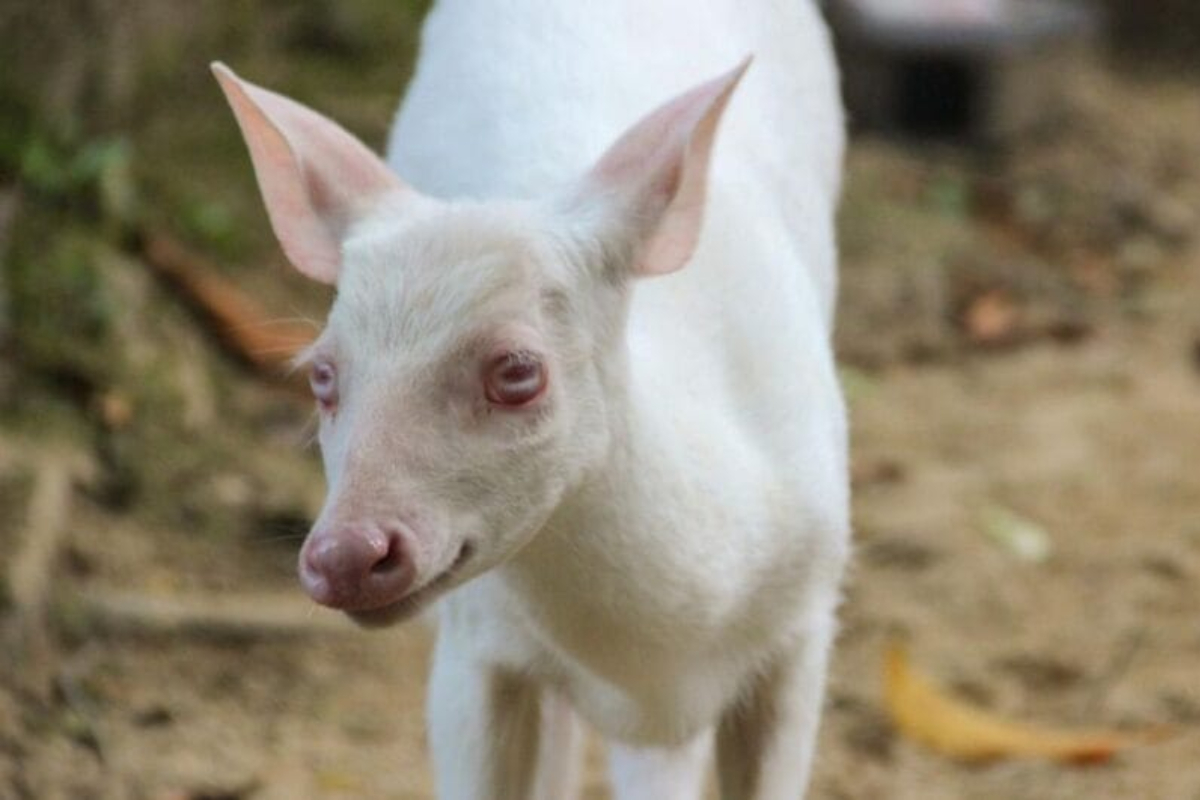 Veado albino de SC corre risco de extinção e gera alerta