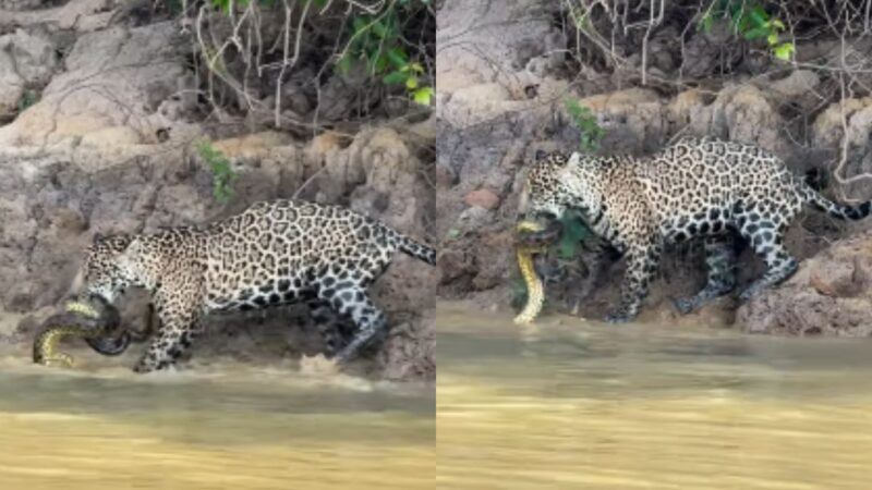 Onça-pintada é flagrada devorando sucuri em rio no Pantanal. Vídeo