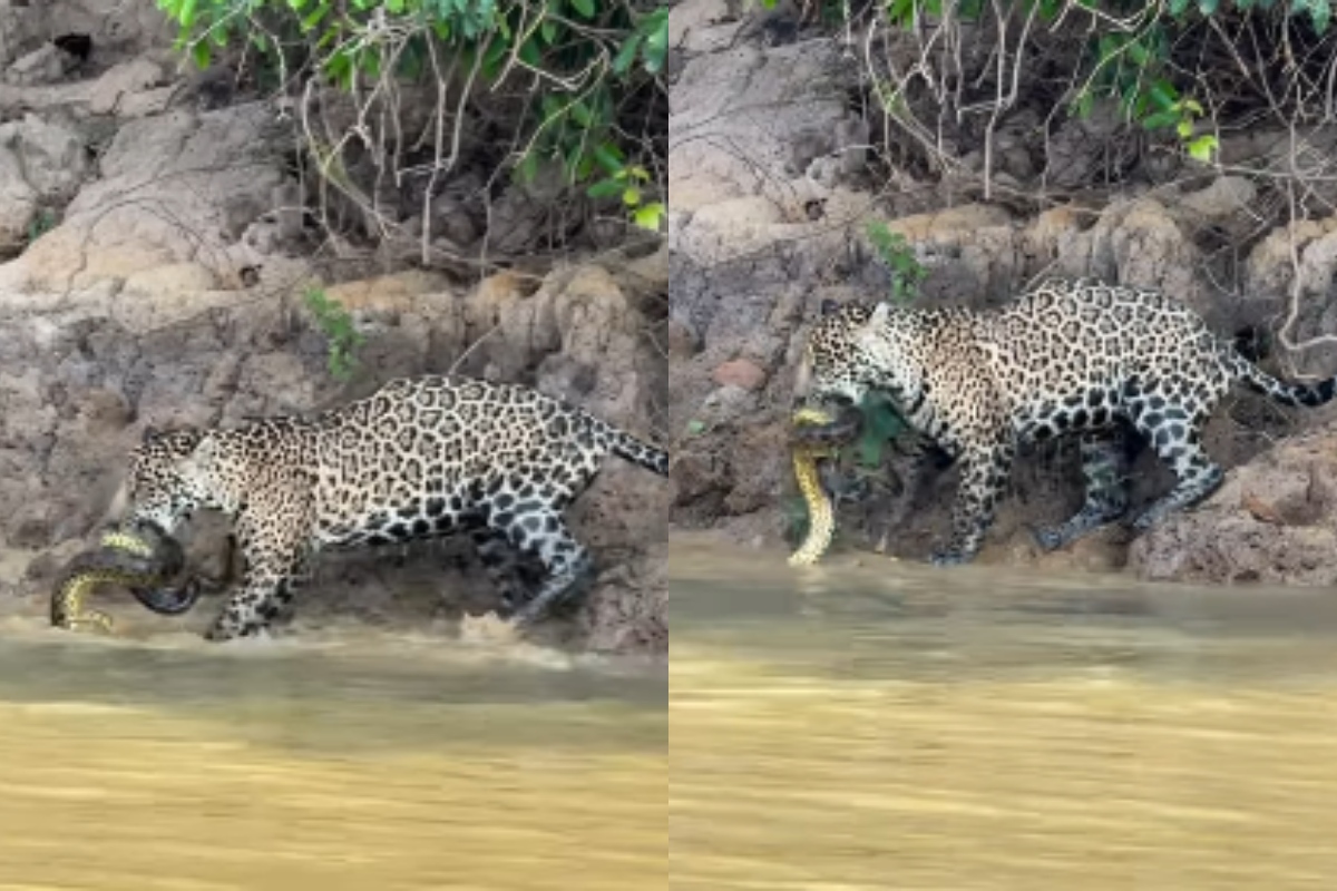Onça-pintada é flagrada devorando sucuri em rio no Pantanal. Vídeo