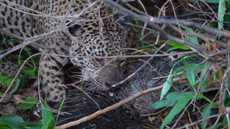 onça que atacou sucuri é vista comendo jacaré vivo no Pantanal
