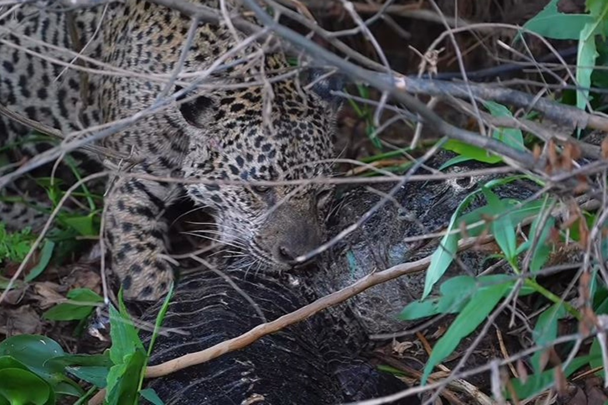 onça que atacou sucuri é vista comendo jacaré vivo no Pantanal