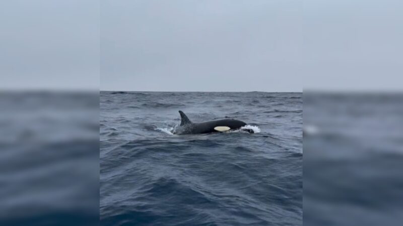 Oceanógrafo registra orcas nas águas da Barra da Tijuca; vídeo