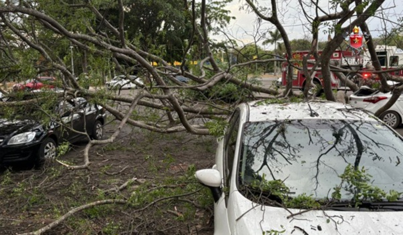 Vendaval derruba árvore em cima de quatro carros na Asa Norte