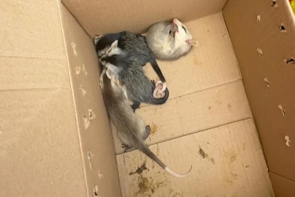 Filhotes de saruê são resgatados em casa no Jardim Botânico