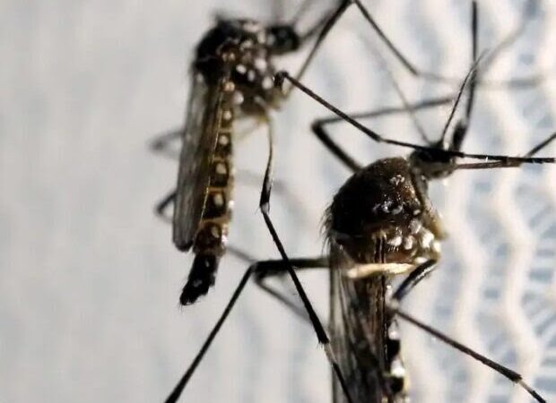 GDF mobiliza esforços no Dia D Contra a Dengue