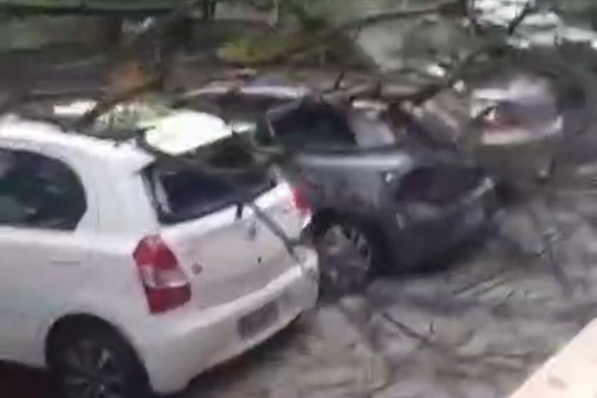 Após temporal, carros estacionados na Asa Sul são atingidos por árvore