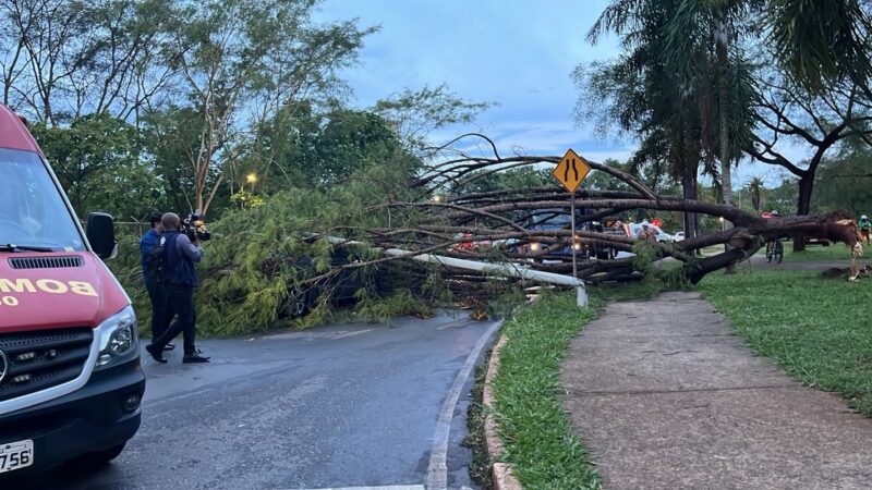 Árvore cai, derruba poste sobre carro e mulher fica presa em veículo