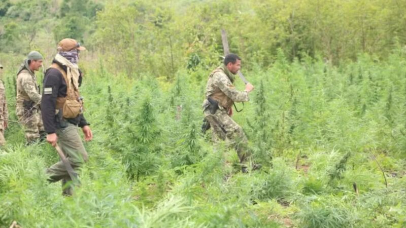 Brasil e Paraguai destroem quase 40 toneladas de maconha em operação