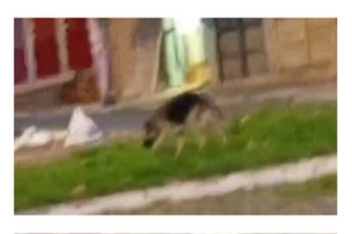 Pastor alemão solto na rua no DF mata pinscher e tutor é indiciado