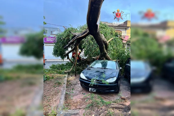 Chuva forte derruba árvores e causa estragos em casas em região do DF