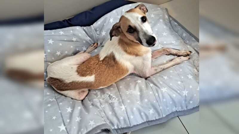 Cachorro que sumiu após ser atacado por dois cães no DF é encontrado