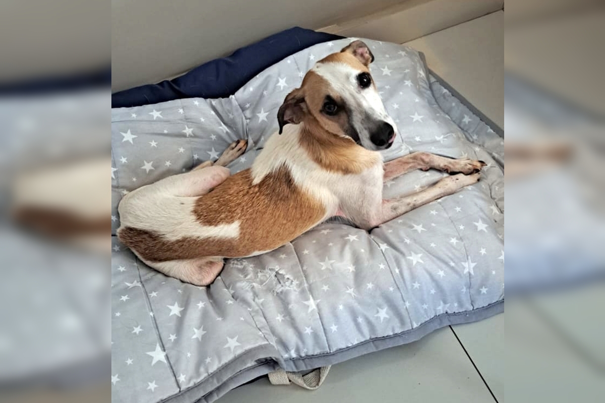 Cachorro que sumiu após ser atacado por dois cães no DF é encontrado