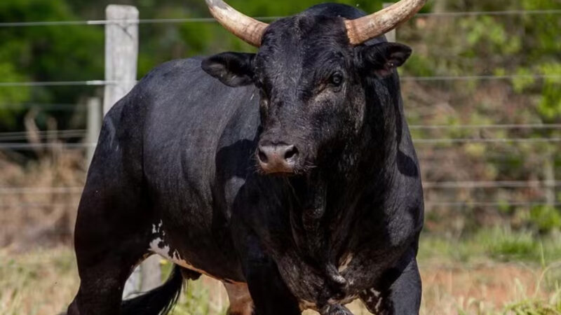 Touro mais caro do Brasil, Mickey Mouse derruba peão em 3 segundos