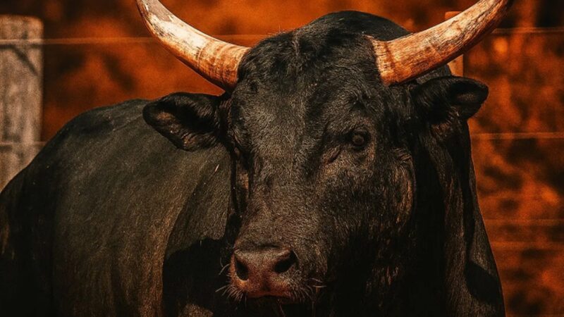 Dupla sertaneja compra Mickey Mouse, agora o touro mais caro do Brasil