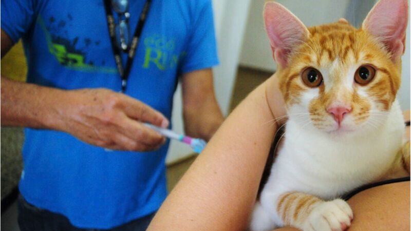 Cães e gatos poderão ser vacinados gratuitamente neste sábado (1º/11)